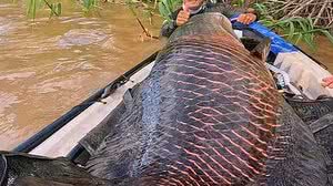 Imagem Pescadores fisgam pirarucu de mais de 2 metros e 100 kg em RO: 'foi uma sensação incrível'