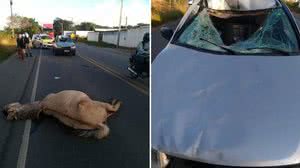 Imagem BPRv registra mais um atropelamento de cavalo em rodovia, em Alagoas