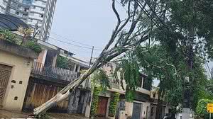 Imagem Chuva e vento forte derrubaram 79 árvores na Grande SP nesse domingo, diz Defesa Civil