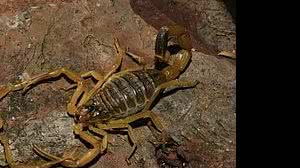 Ainda não se sabe como o animal entrou no avião | Nature Picture Library / Alamy Stock Photo