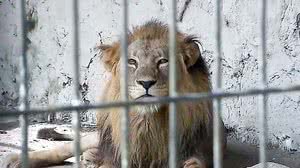 Animal apresentava uma série de problemas renais. | Reprodução/Jornal da Paraíba