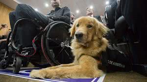 Lucas França e sua golden retriever paçoca | Diogo Moreira/a2img