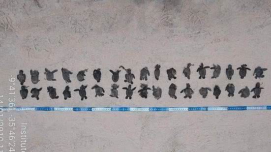 Cortesia ao TNH1/Instituto Biota de Conservação