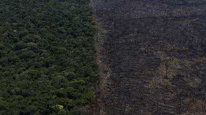 O total de área desmatada equivale a 1.389 campos de futebol “padrão Fifa” | Foto: Divulgação/greenpeace