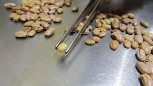 © MAPA/ Divulgação