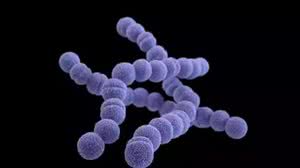 Bactéria Streptococcus pyogenes | Jennifer Oosthuizen/CDC