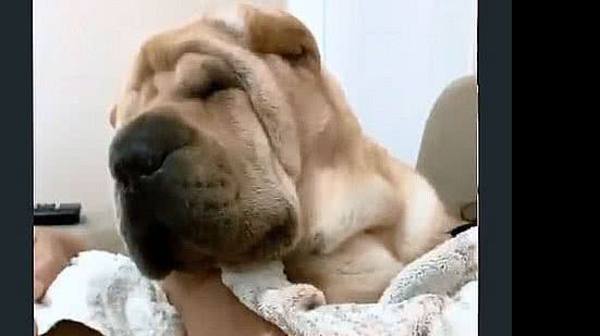 Imagem Dentista que teria provocado morte de cadela diz que queria apenas afastar animal