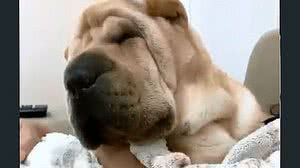 Imagem Dentista que teria provocado morte de cadela diz que queria apenas afastar animal