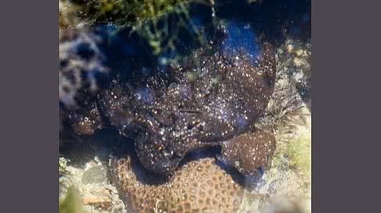 Divulgação / Ricardo Miranda