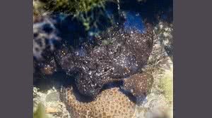 Divulgação / Ricardo Miranda