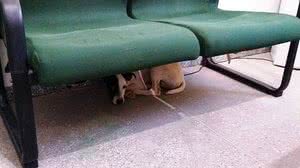 Cachorro ficou na delegacia após ser resgatado | Reprodução/Alex Pimentel/SVM