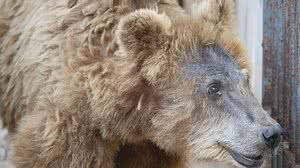 Marsha, agora rebatizada de Rowena, chegou ao Santuário Rancho dos Gnomos, em Joanópolis (SP) | Reprodução