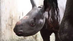 Rinoceronte-negro nasce nos Estados Unidos: hoje, apenas 5.500 animais dessa espécie existem na vida selvagem | Potter Park Zoo/Twitter/Reprodução