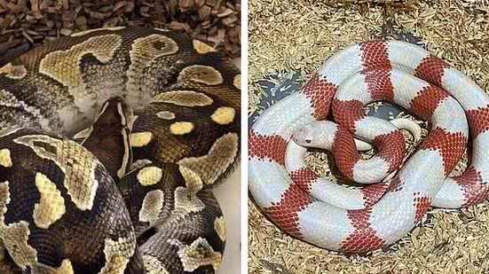 Reprodução / TV Tem