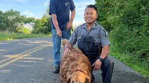 Policial em Nova York rasteja em tubulação de esgoto para resgatar Lilah, uma Golden Retriever de 13 anos que estava desaparecida | Reprodução/Facebook