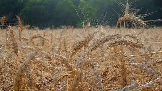 Reprodução/Embrapa