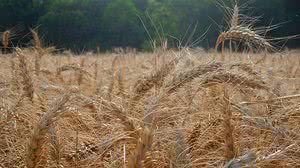 Reprodução/Embrapa