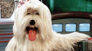 Imagem Raça de Priscila, da 'TV Colosso', corre risco de extinção