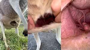 Foto: Reprodução/Redes Sociais