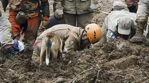 Cerca de 130 mortos já foram notificados e há mais de 210 desaparecidos em Petrópolis | Foto: Tânia Rêgo / Agência Brasil