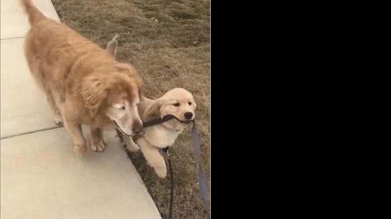 Charlie e Maverick | Reprodução Instagram