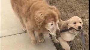 Charlie e Maverick | Reprodução Instagram