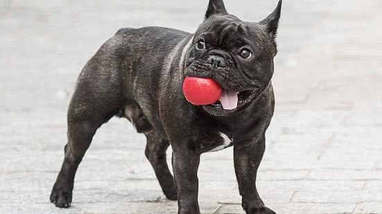 Reprodução Internet