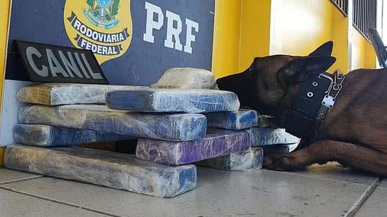 Material foi apreendido após buscas dos cães farejadores, mas nenhum suspeito foi preso | Foto: Ascom PM-AL e PRF