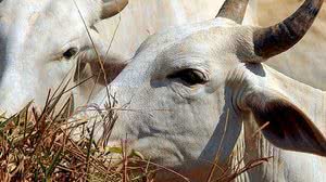 Reprodução/Agência Brasil