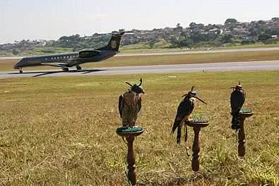 Imagem de 2009: falcões usados no Aeroporto da Pampulha, em Minas Gerais | Divulgação/Biocev Meio Ambiente