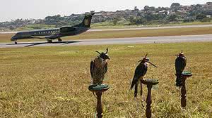 Imagem de 2009: falcões usados no Aeroporto da Pampulha, em Minas Gerais | Divulgação/Biocev Meio Ambiente