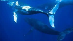 Projeto Baleia Jubarte/Petrobras