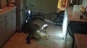 Divulgação/Clearwater Police Dept