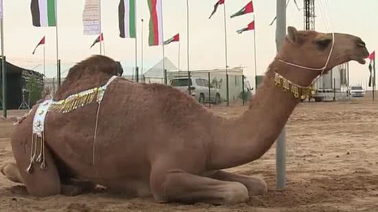 Camelos são expulsos de concurso árabe por uso de botox | Foto: Reprodução Youtube