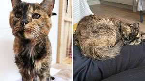 Foto: Divulgação/Guinness World Records