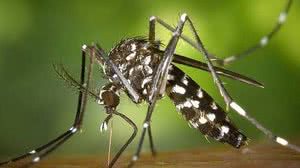 Imagem 59 cidades de AL estão em alerta ou risco de surto de dengue, zika e chikungunya