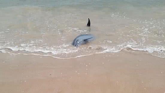 Foto: Reprodução/Instituo Biota