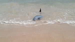 Foto: Reprodução/Instituo Biota