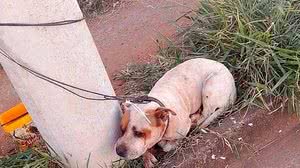 Reprodução/Redes sociais