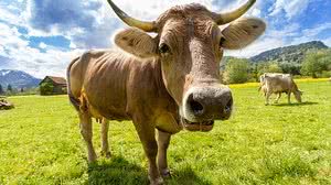 Ilustração | Pexels