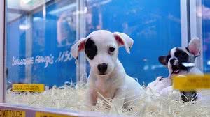 Filhotes | Reprodução