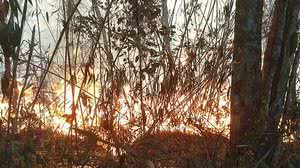 Divulgação Parnaso