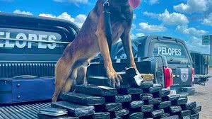 Kaos, o Pastor-belga-malinois que compõe o canil de PM em Arapiraca | Divulgação / PM