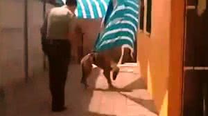 Reprodução/Telemundo 51