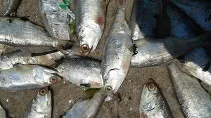 Divulgação/Polícia Ambiental