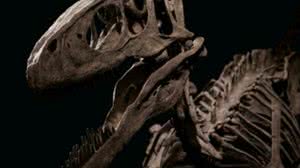 O esqueleto leiloado tem 1,2 metro de altura e 3 metros de comprimento | Foto: Divulgação