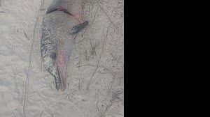 Imagem Pescador flagra homem esquartejando golfinho no Pontal da Barra; PF vai investigar