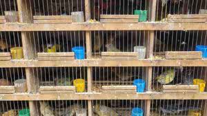 Houve a apreensão de 150 aves, além de quatro filhotes de jabuti-piranga, mantidos dentro de gaiolas com as aves | Foto: Reprodução