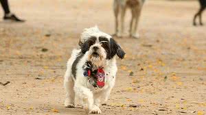 Rovena Rosa / Agência Brasil