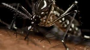 doença é transmitida pelo mosquito. | Reprodução R7